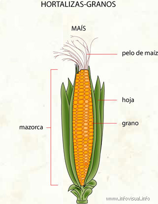 Hortalizas-granos (Diccionario visual)
